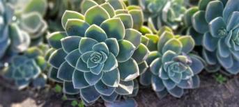 辦公室裝修:打造你的舒適綠色辦公室環(huán)境，療愈系多肉植物5選！